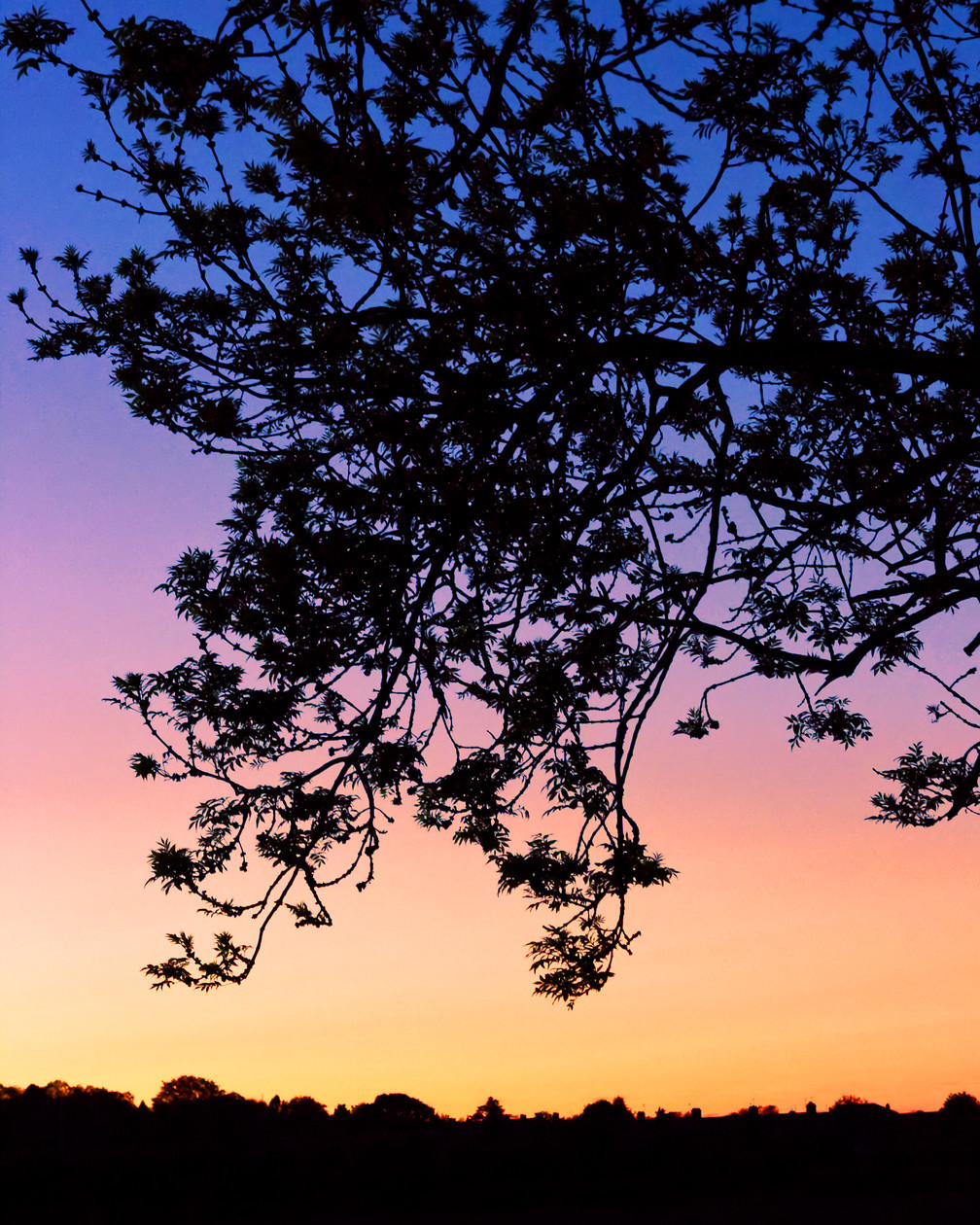 IMG 5817 Vibrant Silhouette 
 Vibrant Silhouette
5th May 2020

One of the most beautiful sunset colour gradients I've been able to capture. from the cool of the twilight blue through to the orange-white glow of daylight. Offsetting and complementing the deep and rich blacks encountered within duel silhouettes of the tree overhang and wavy horizon.

I have a version of this currently hung upon my gallery wall, I would personally recommend the 10X8 inch size (or larger) to really get the most our of this piece.

I'm sure you will recognise this from my Instagram feed, well its now available in the same aspect ratio as that post.