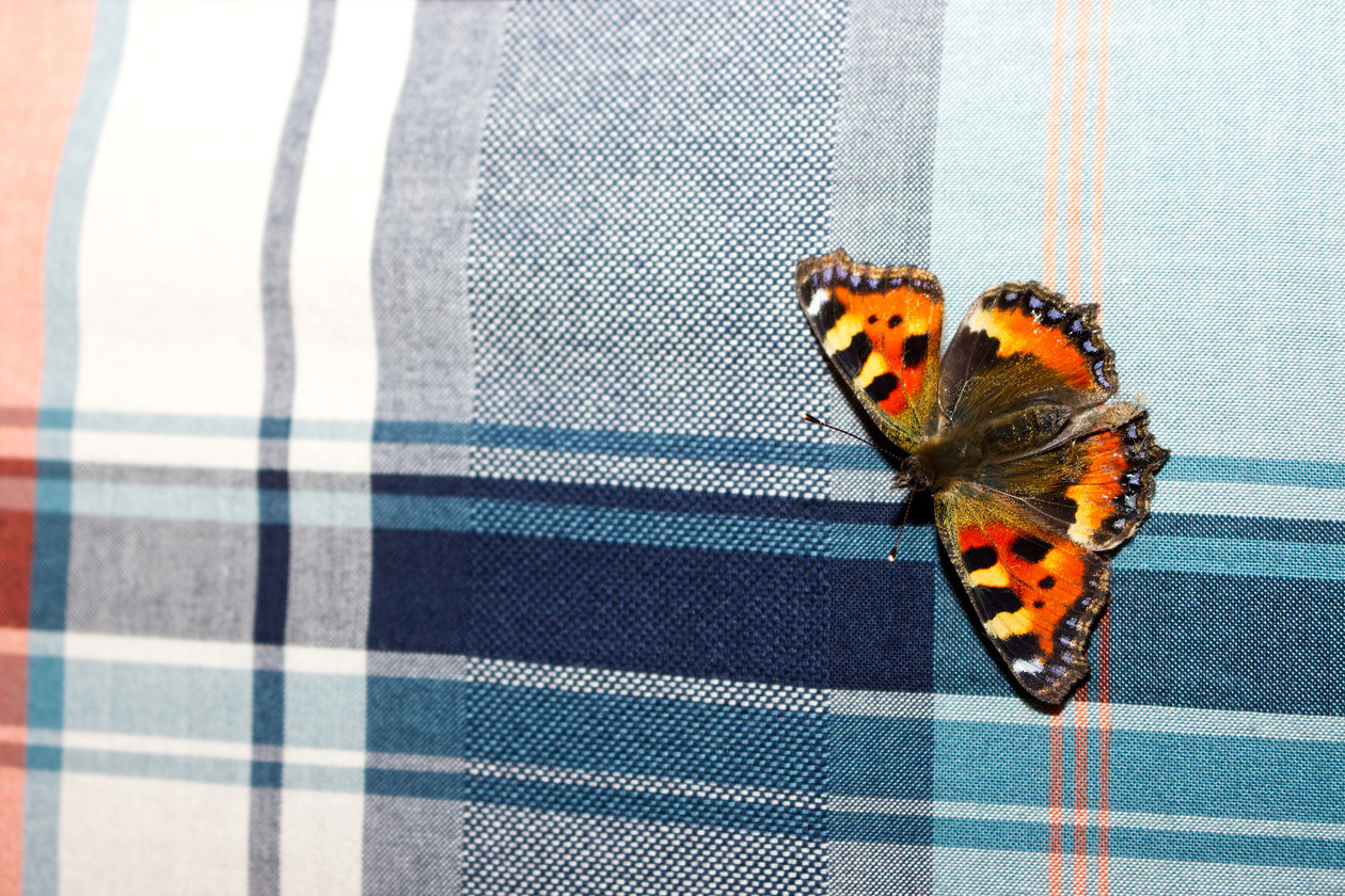 IMG 2317 Small Tortoiseshell on Madras Check 
 12th September 2014
Yes this is a real photograph! Admittedly this image was created via good fortune than anything else. If you have seen my Instagram post on joes_instography (posted 23/06/2020) then you will have seen the 'zoomed out' image that demonstrates where this particular shot came from, but allow me to set the scene:

It was a warm evening back in September 2014, I was still a sixth form student and was sat in the Man Cave (garage converted into a drinking zone), with two Matthews having a drink. Out of nowhere a beautiful Small Tortoiseshell (Aglais Urticae) butterfly flew into the garage and sat on the window ledge. I immediately ran into the house, grabbed my camera, and sprinted back. I followed the butterfly around the room for about 10 minutes snapping away, much to the bemusement of my friends, until it finally decided to land on the back of my friends shirt. I instantly started rushing to take photos before it flew away but as it happened it sat there happily for about 5 minutes allowing me to steal this magnificent photo.

No butterflies were harmed in the making of this image, it flew off into someone else's story....