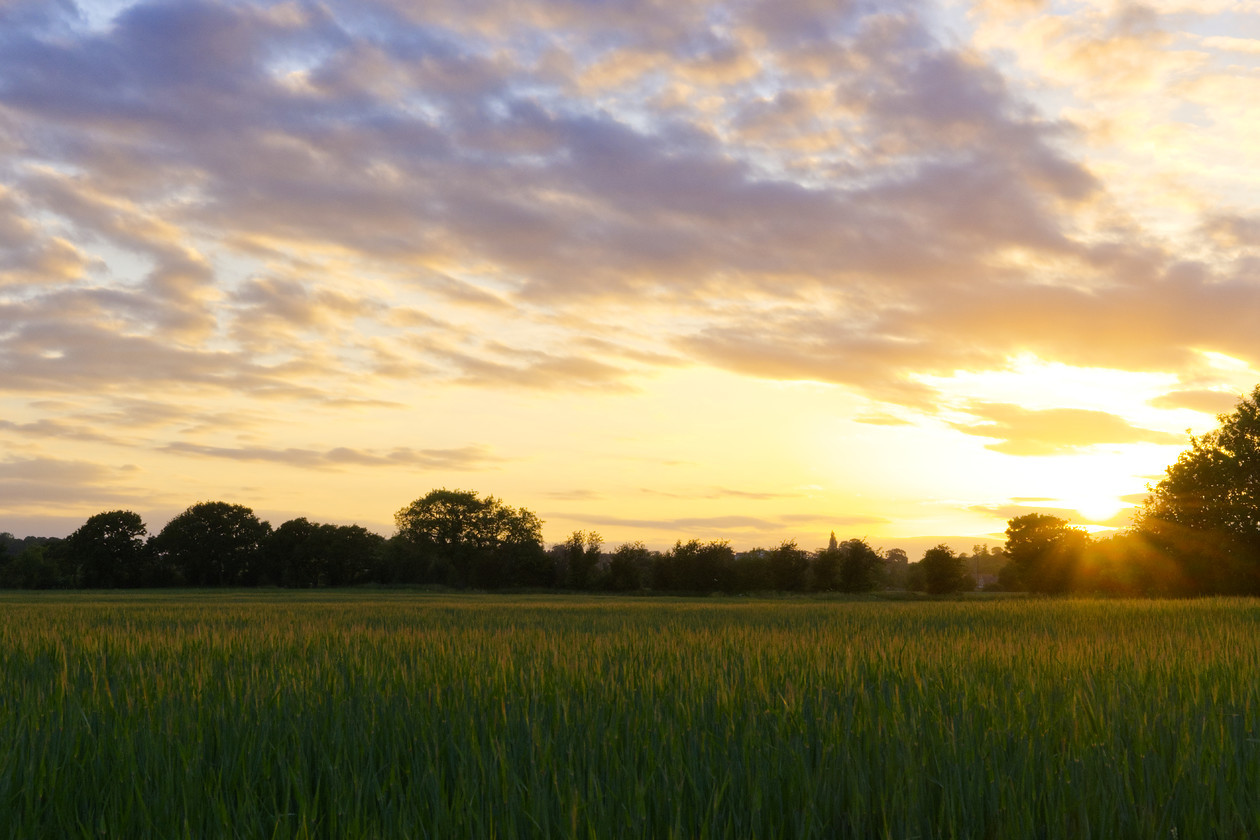 DSCF2529 A Sunset On Wheat 
 A Sunset On Wheat
8th June 2020
Sunshine lapping at the newly grown wheat tips, flooding the scene with a natural warmth and glow.

This is a print shop exclusive image that has never appeared on my social media.

Available in Gloss And Lustre finishes, depending upon your preference.

For a limited time only.