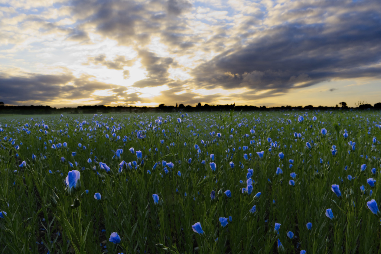 DSCF2483 Blue Flower Field 
 Blue Flower Field
8th June 2020
The solid blue of the flowers, set against the dramatic lighting of a sky unsure of itself contemplating precipitation or sunshine. The fields and sky only broken by the silhouette of a nearby village whose darkness hasn't yet spread into our field.

Available in Gloss And Lustre finishes, depending upon your preference.