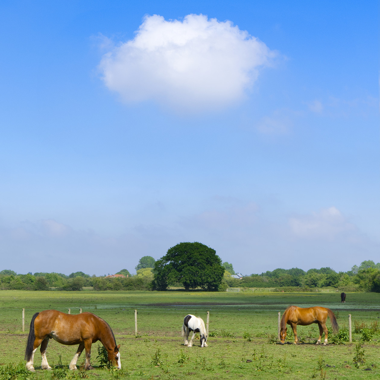 DSCF3027 Summer Graze On The Pasture 
 Summer Graze On The Pasture.
13th June 2020
On a beautiful British summer day, during the middle of the day, I noticed these horses all merrily grazing away. The scene only improved when a single fluffy cloud floated into frame to complete the symmetry. 
In a now rather standard square crop (yes, I posted the same image on my Instagram) this is a really easy viewing print.

Available in Gloss And Lustre finishes, depending upon your preference. 
 Keywords: Horses Field Sunshine Daytime